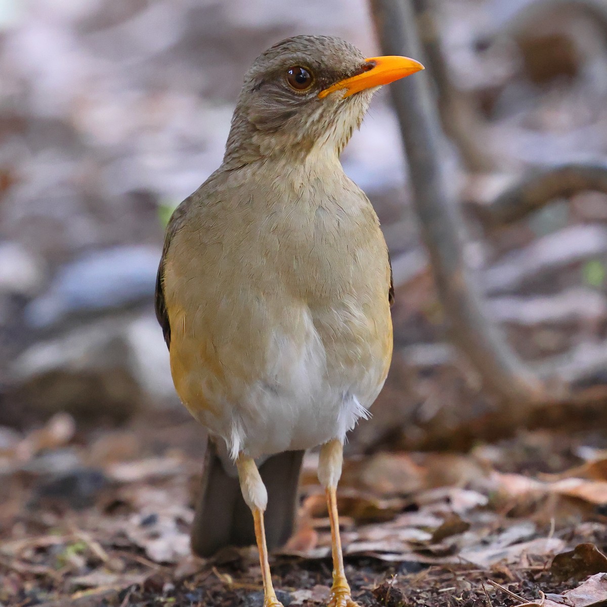 Afrika Ardıcı - ML647754963