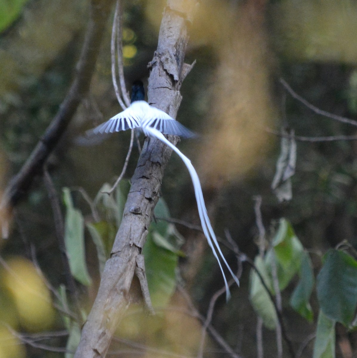 Hint Monarkı - ML647754964