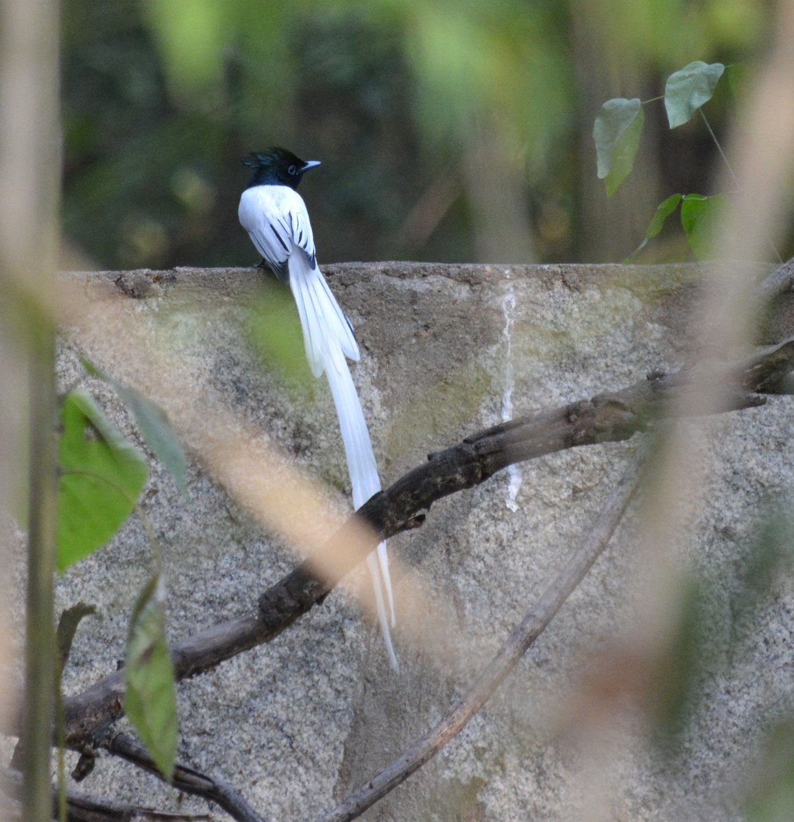 Hint Monarkı - ML647754965