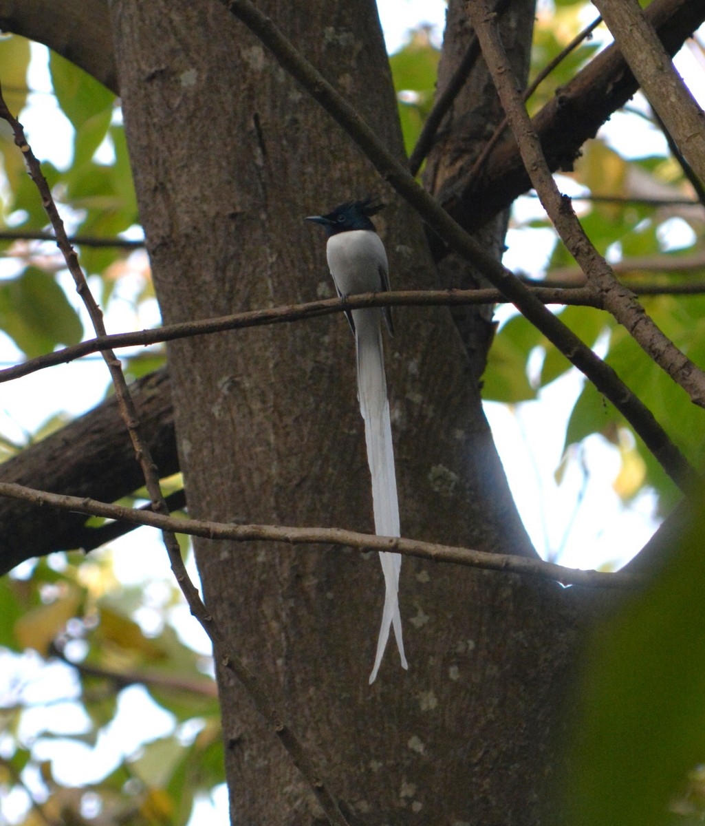 Hint Monarkı - ML647754966