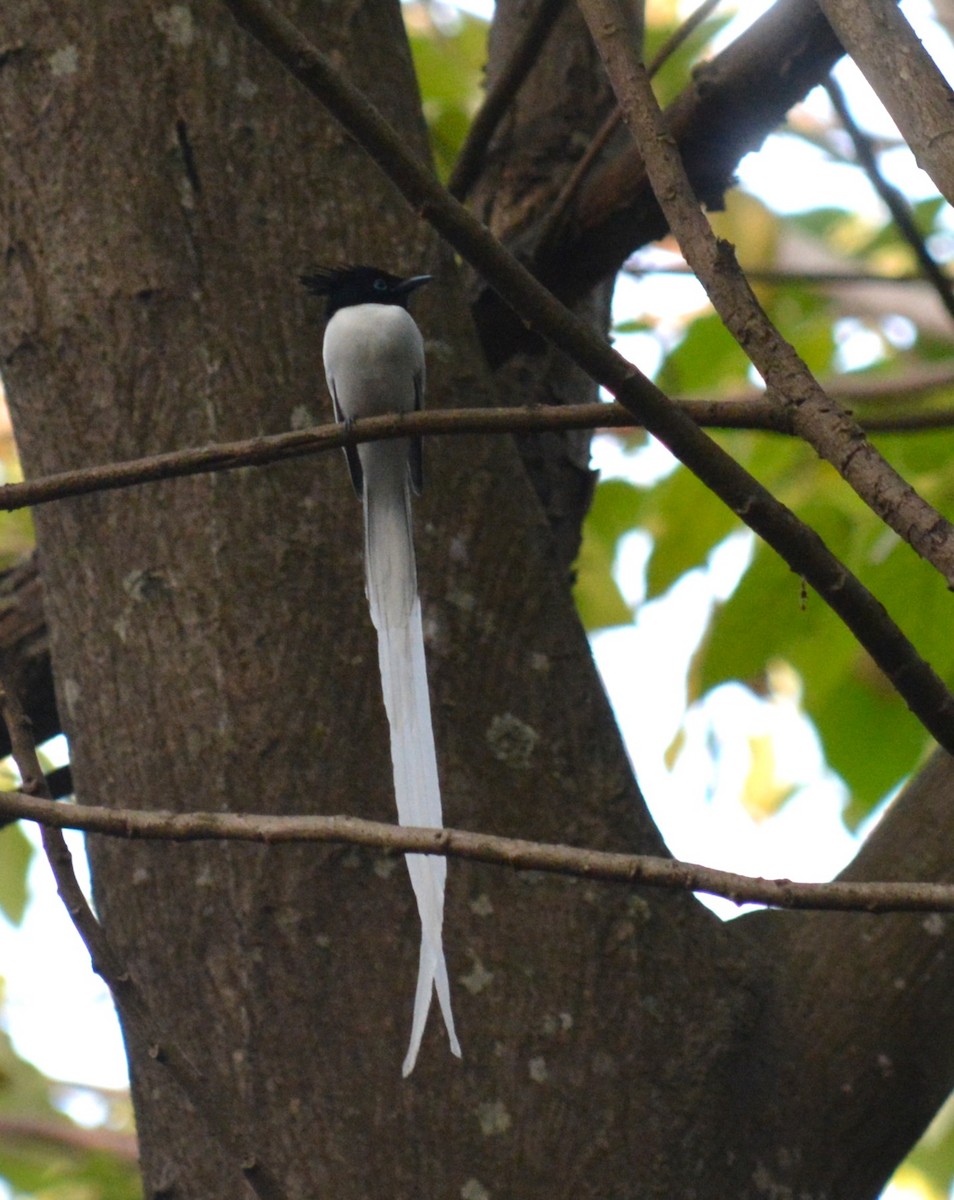 Hint Monarkı - ML647754967