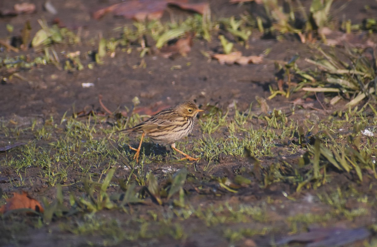 Çayır İncirkuşu - ML647754968