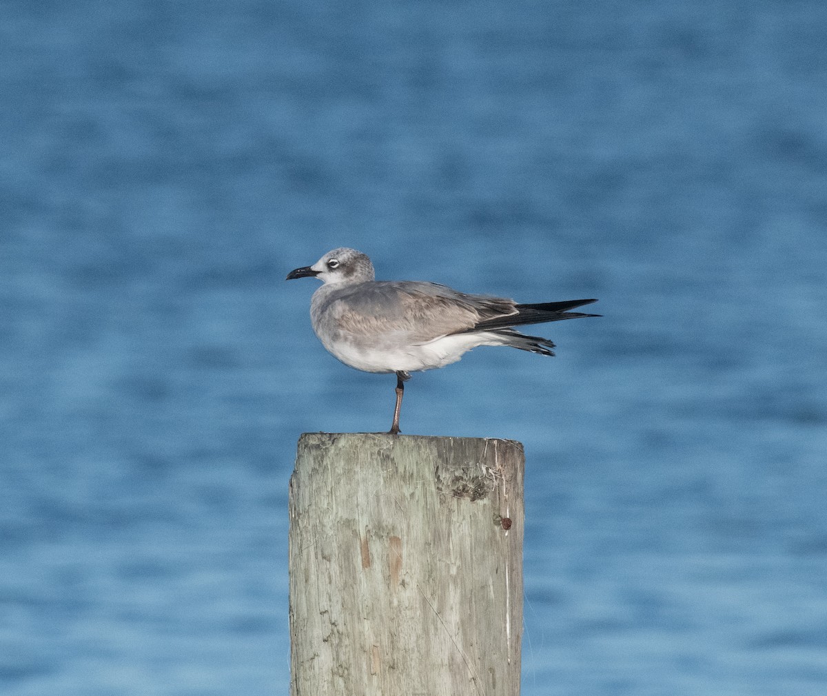 ワライカモメ - ML647754975