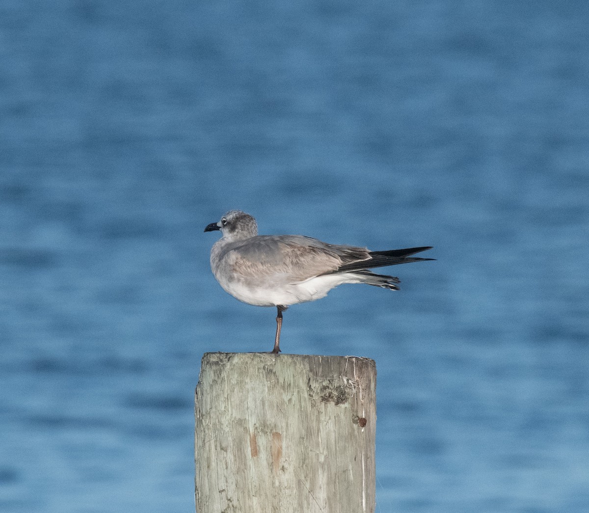 ワライカモメ - ML647754976