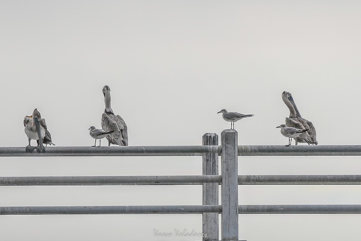 ワライカモメ - ML647754981