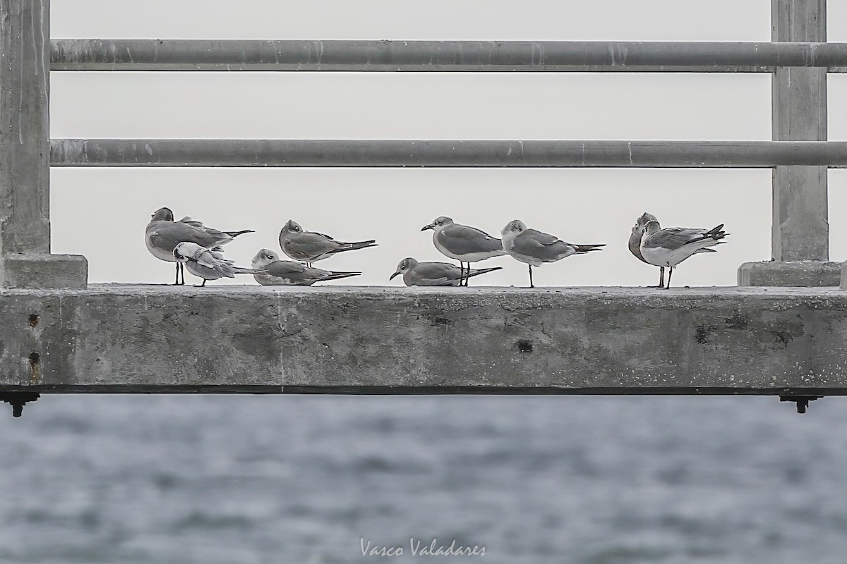 ワライカモメ - ML647754988