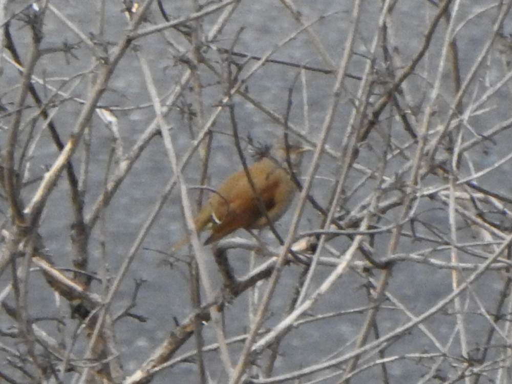 Pale-breasted Thrush - ML647754998