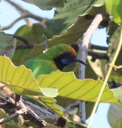 Golden-fronted Leafbird - ML647755015