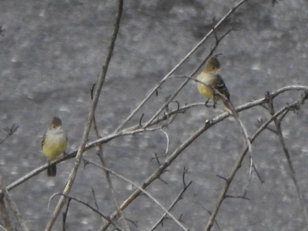 Желтобрюхая эления - ML647755032