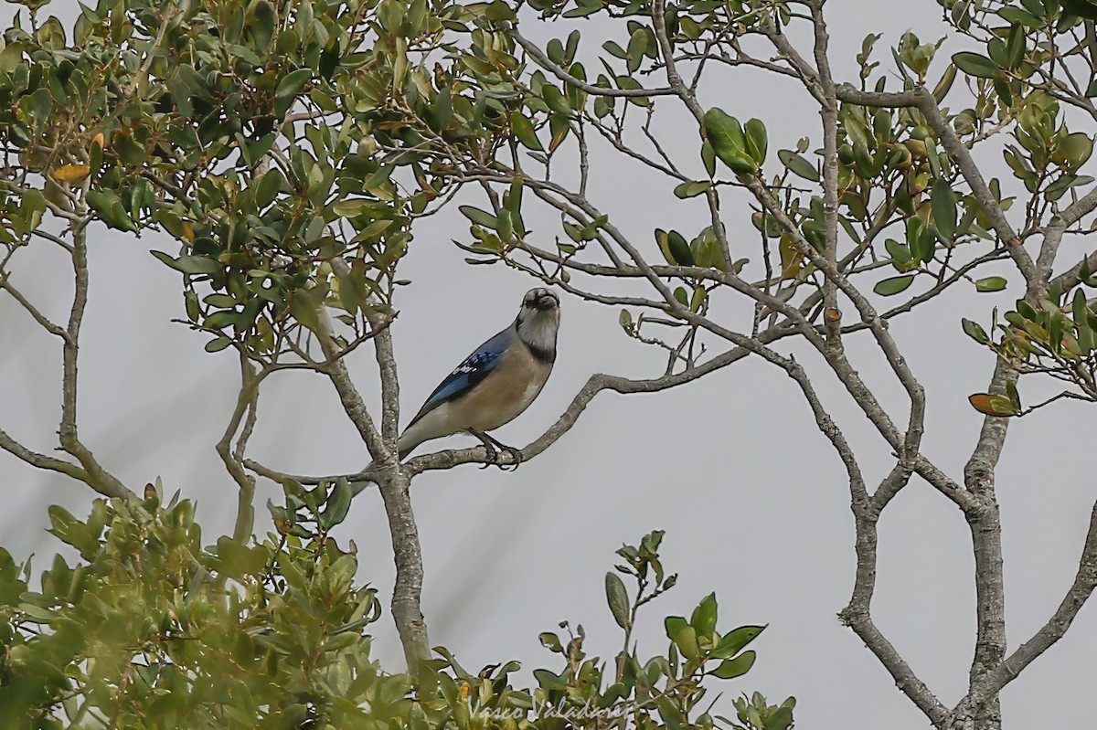 Blue Jay - ML647755033