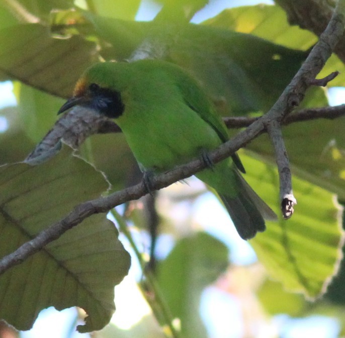 Golden-fronted Leafbird - ML647755039