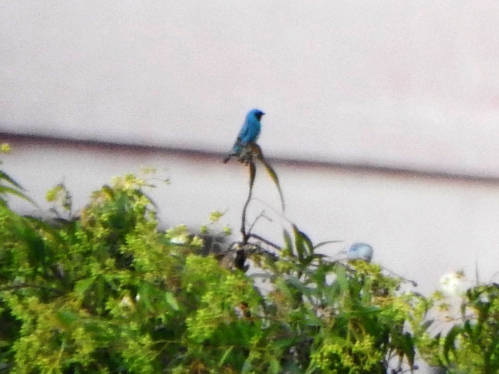 Swallow Tanager - ML647755072