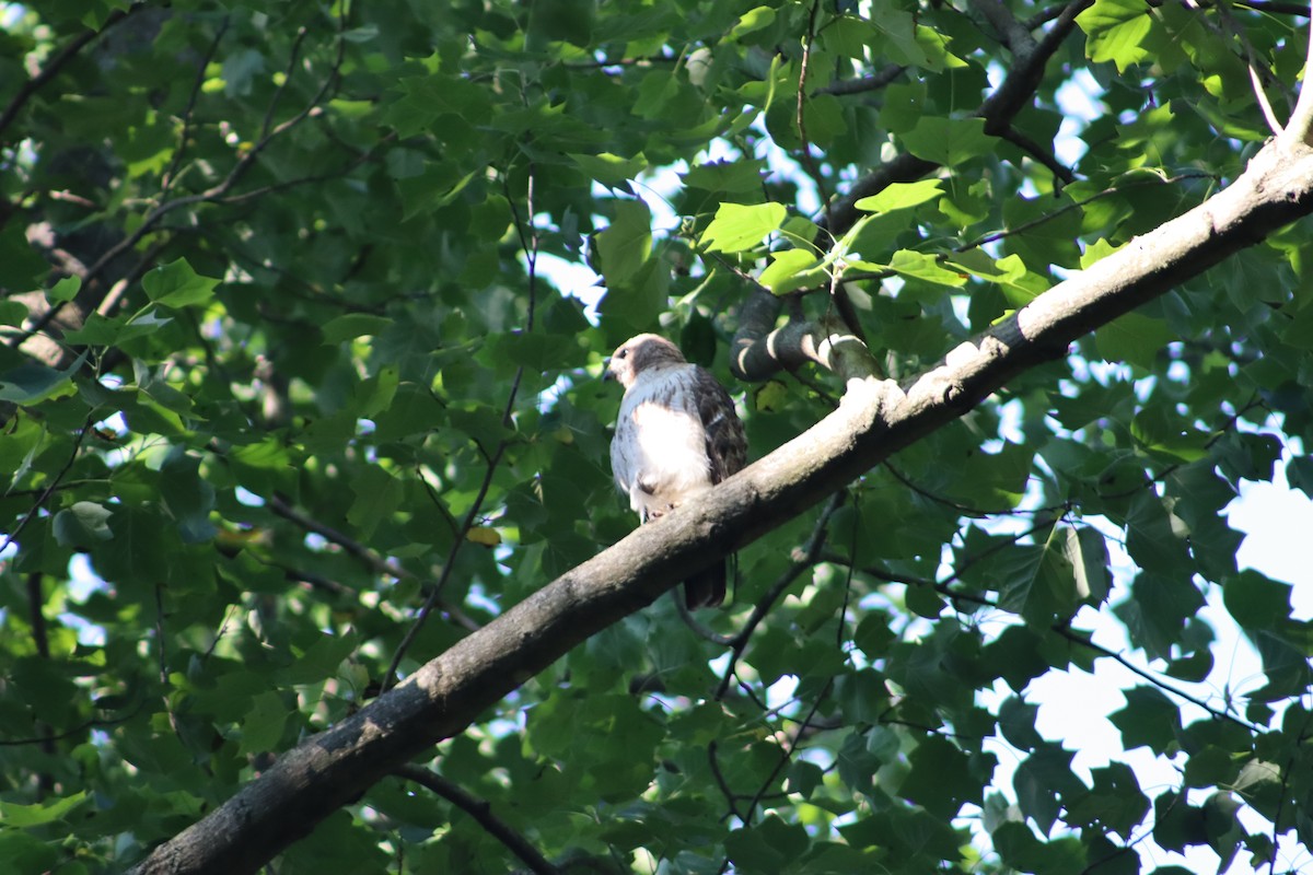 Buteo sp. - ML647755073