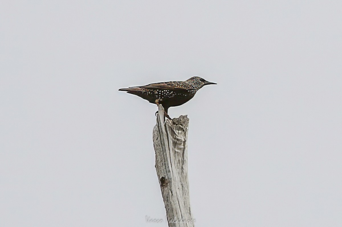 European Starling - ML647755074