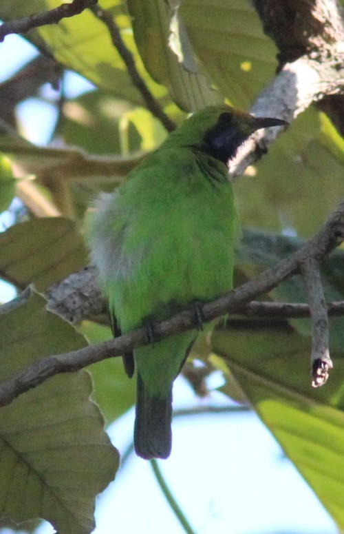 Golden-fronted Leafbird - ML647755075