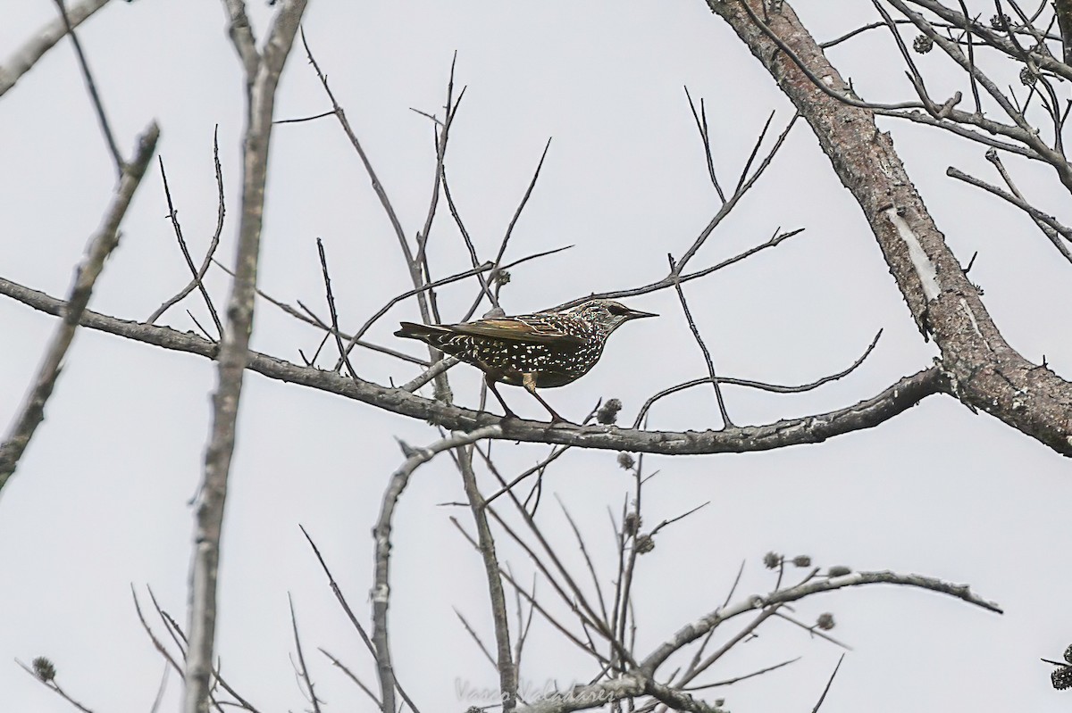 European Starling - ML647755121