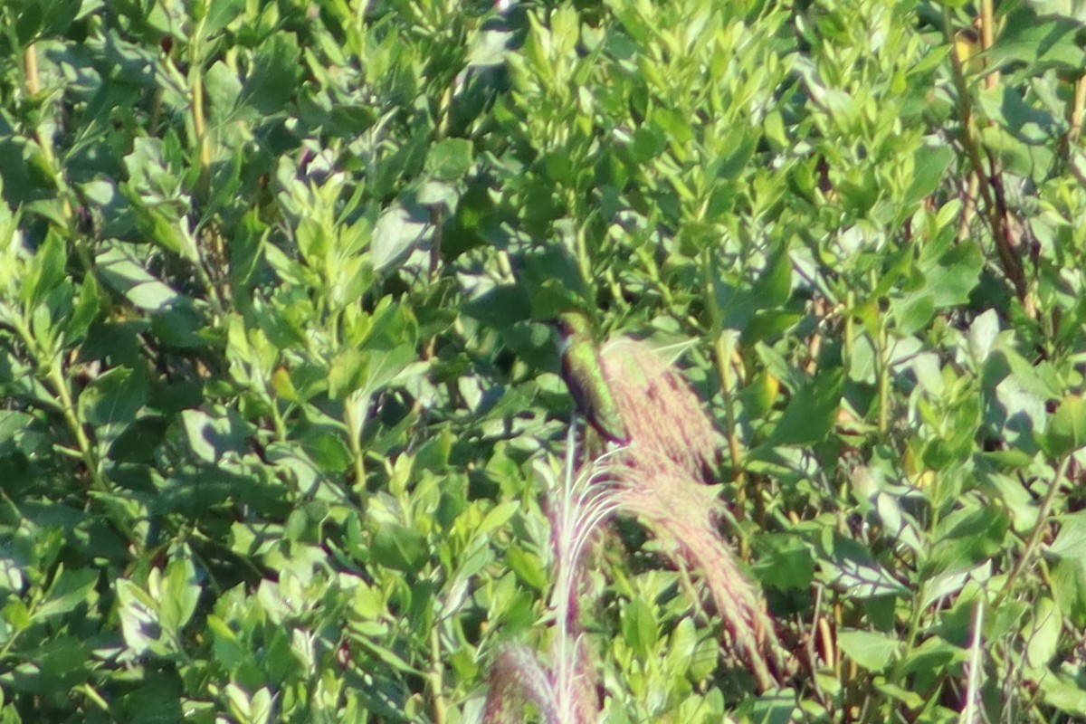 Рубиновогорлый колибри - ML647755123