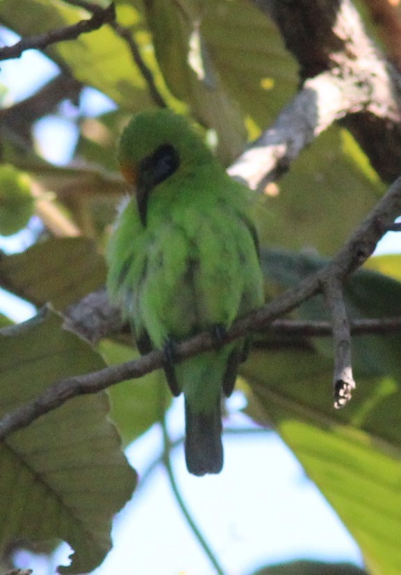 Golden-fronted Leafbird - ML647755124