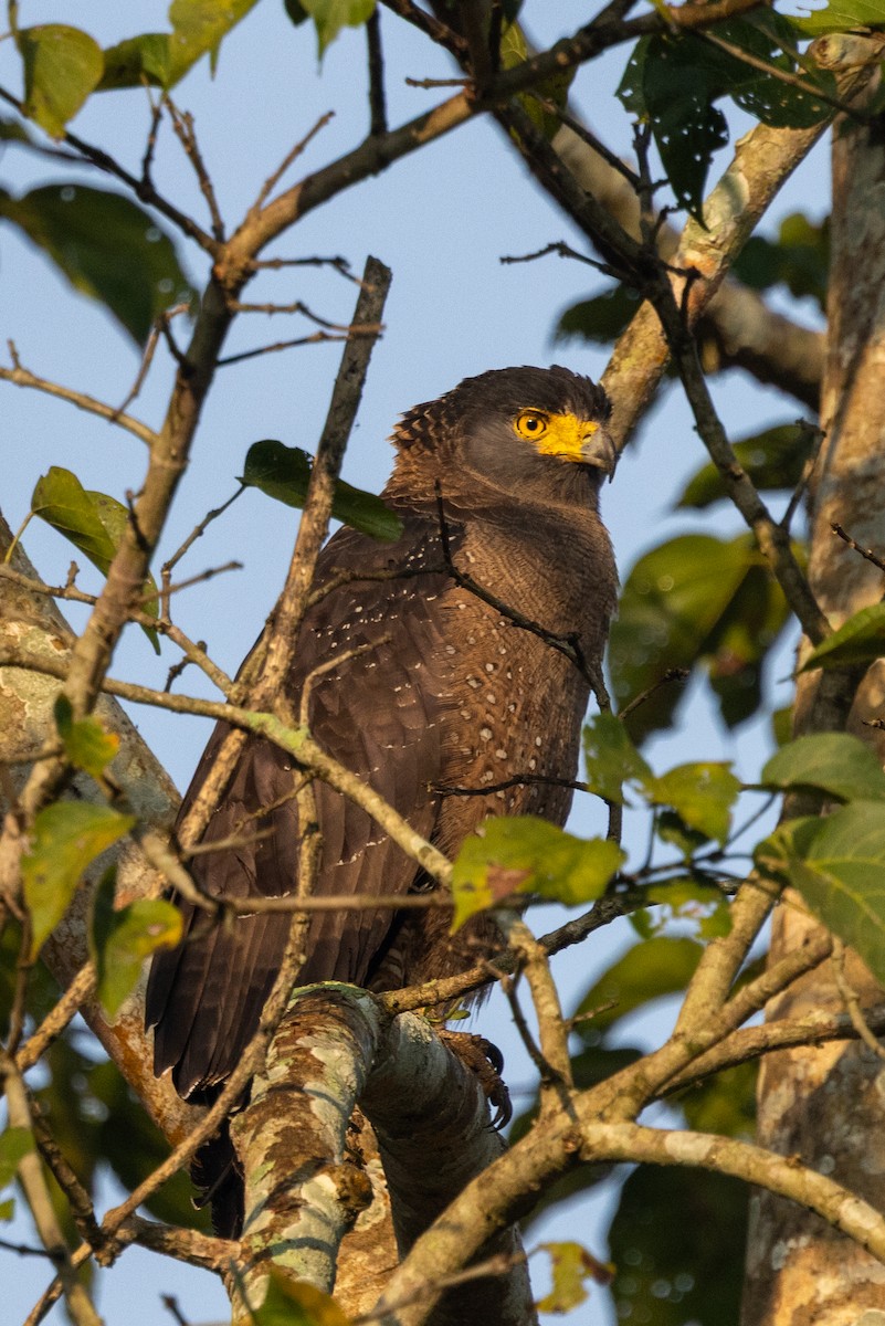 Хохлатый змееяд - ML647755127