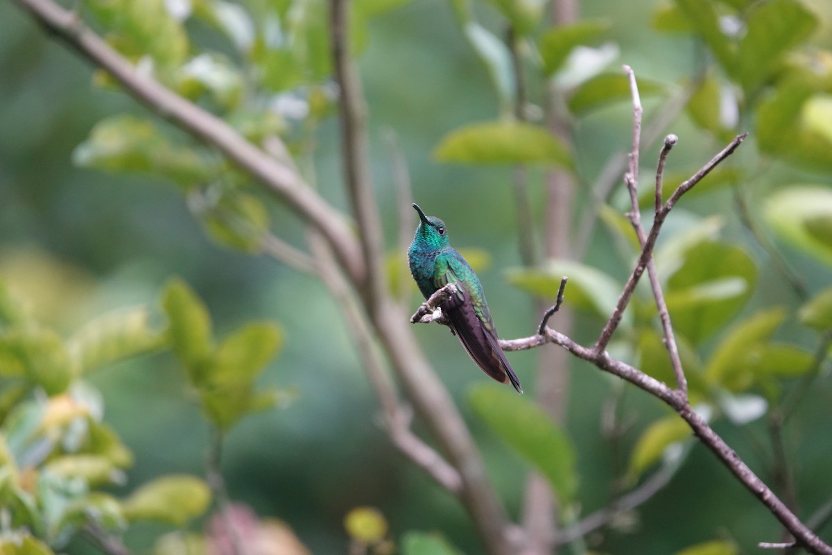 White-vented Plumeleteer - ML647755137