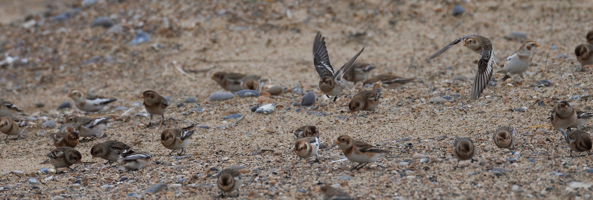 Snow Bunting - ML647755146