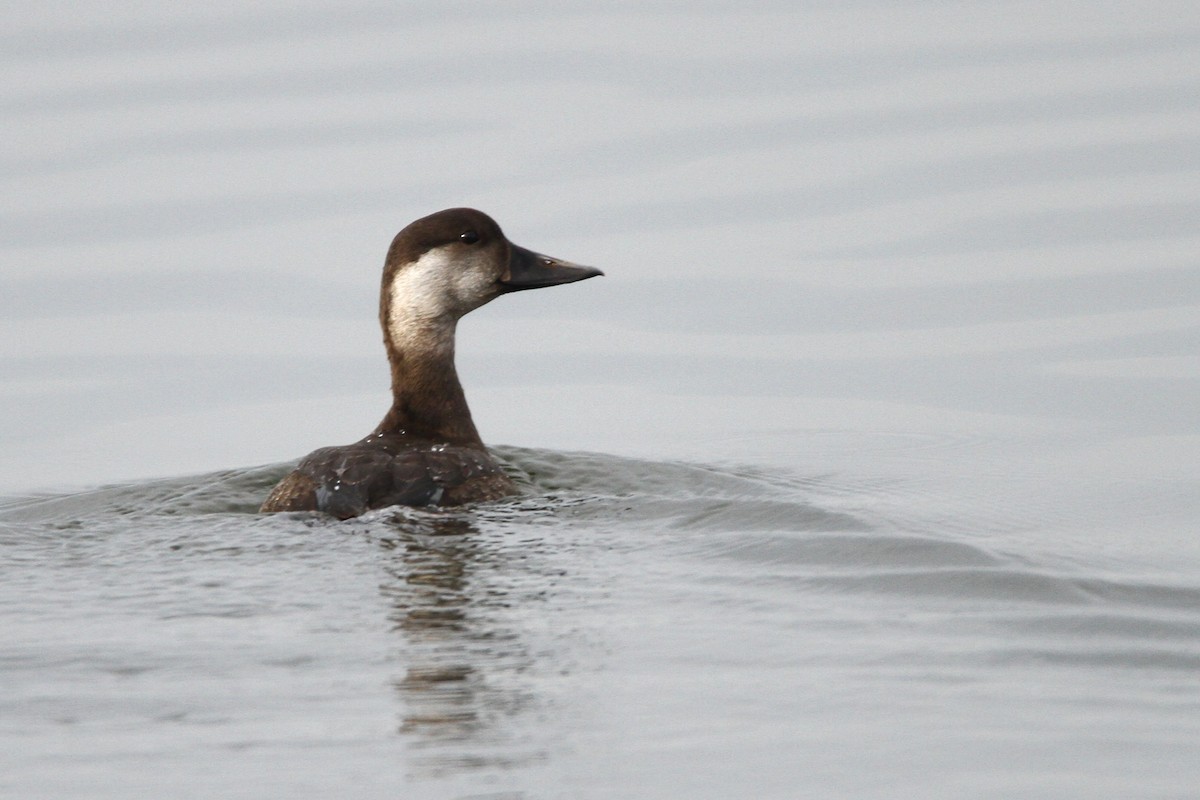 Common Scoter - ML647755148