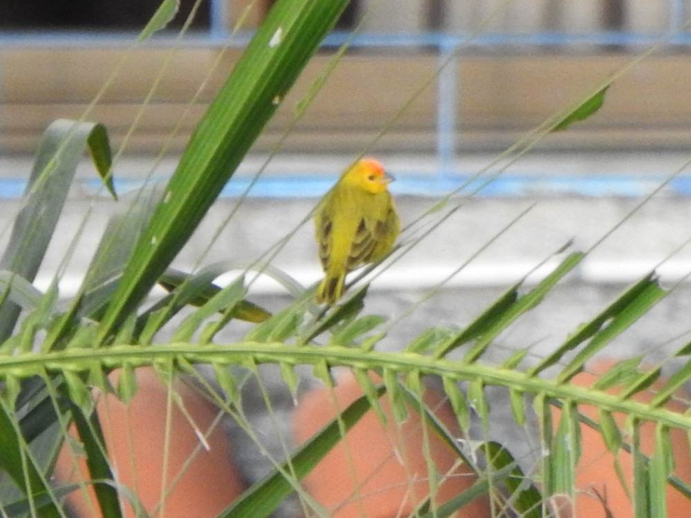 Saffron Finch - ML647755149