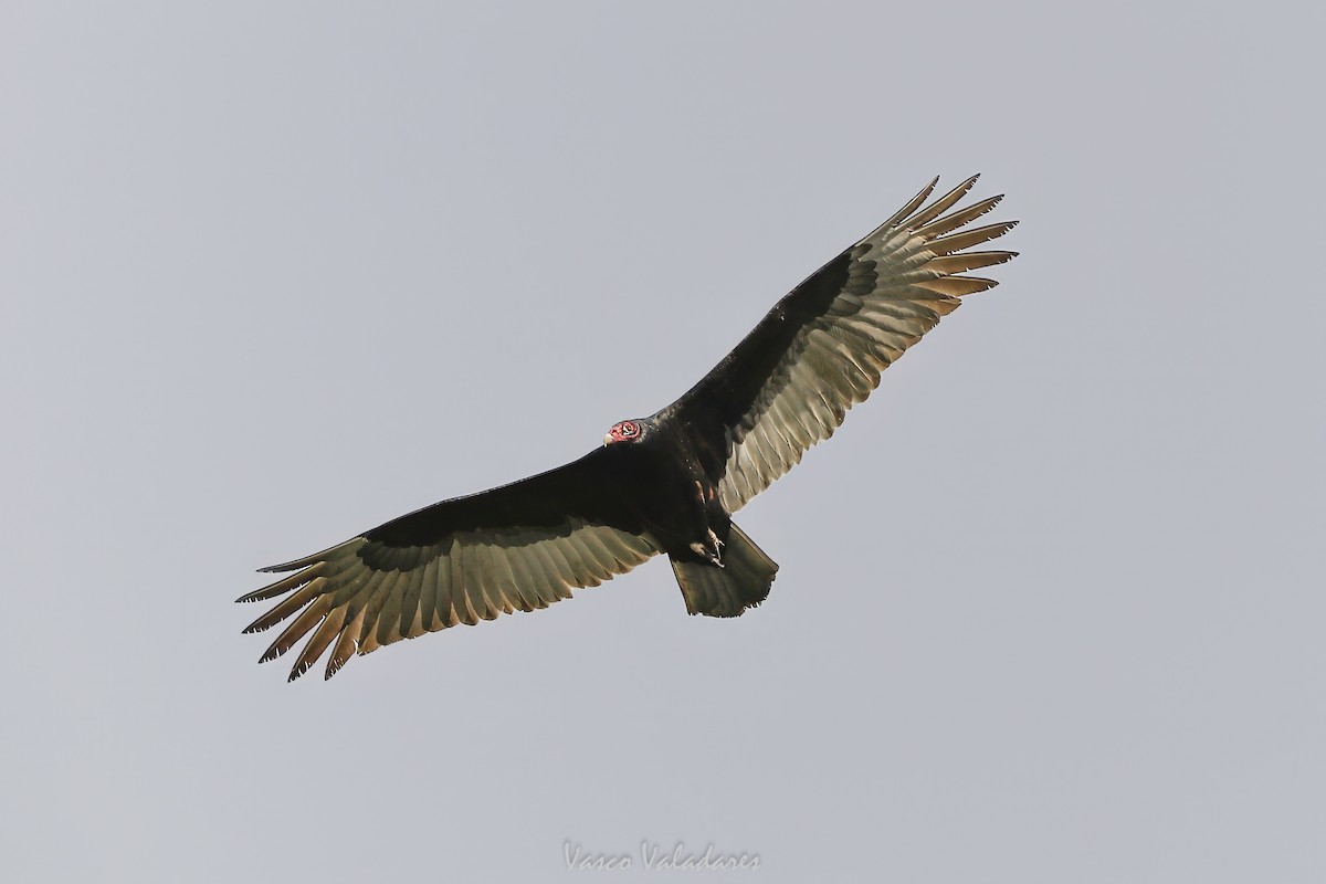 Turkey Vulture - ML647755150