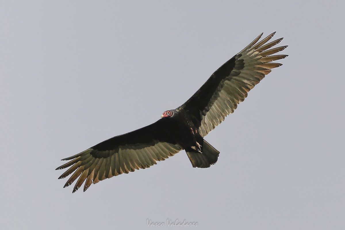Turkey Vulture - ML647755151