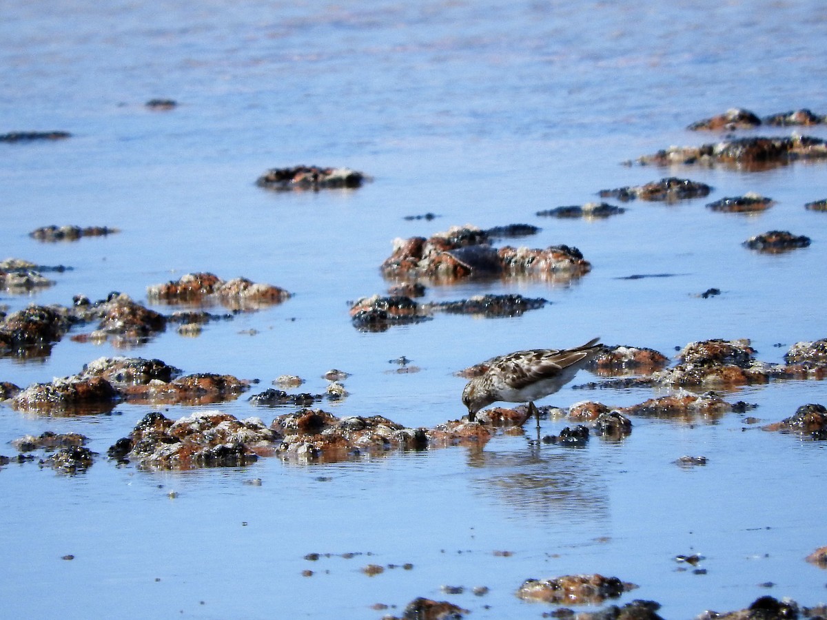 Least Tern - ML647755153