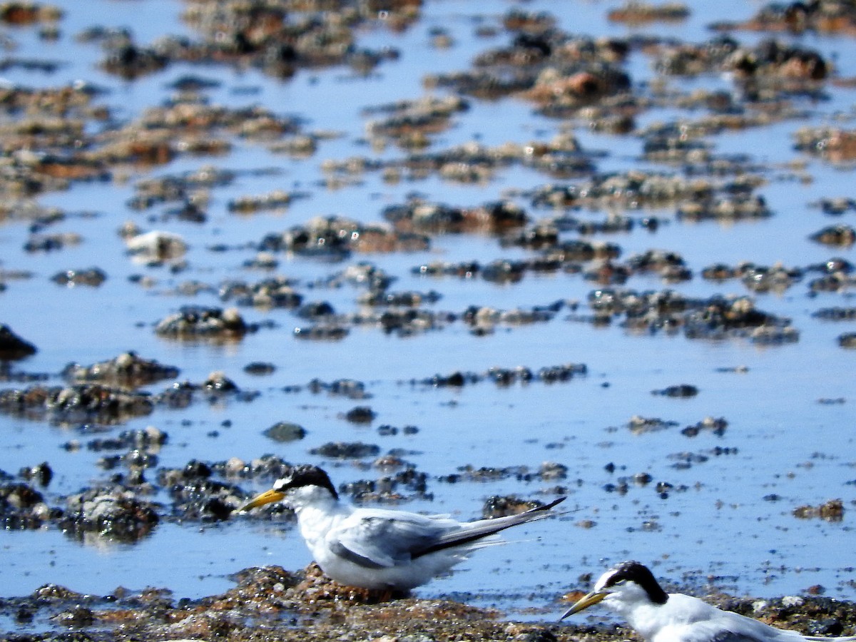 Least Tern - ML647755154