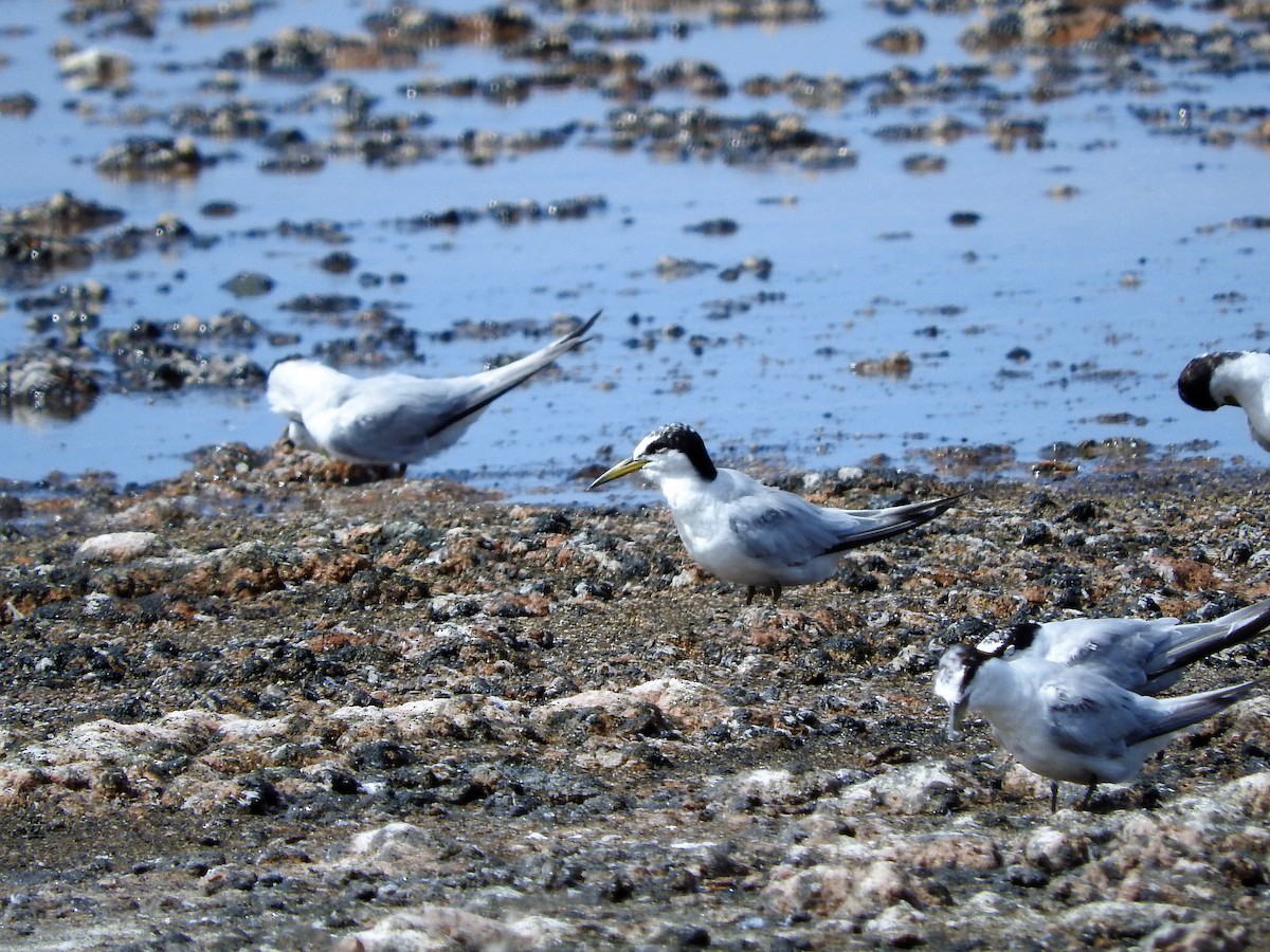 Least Tern - ML647755156