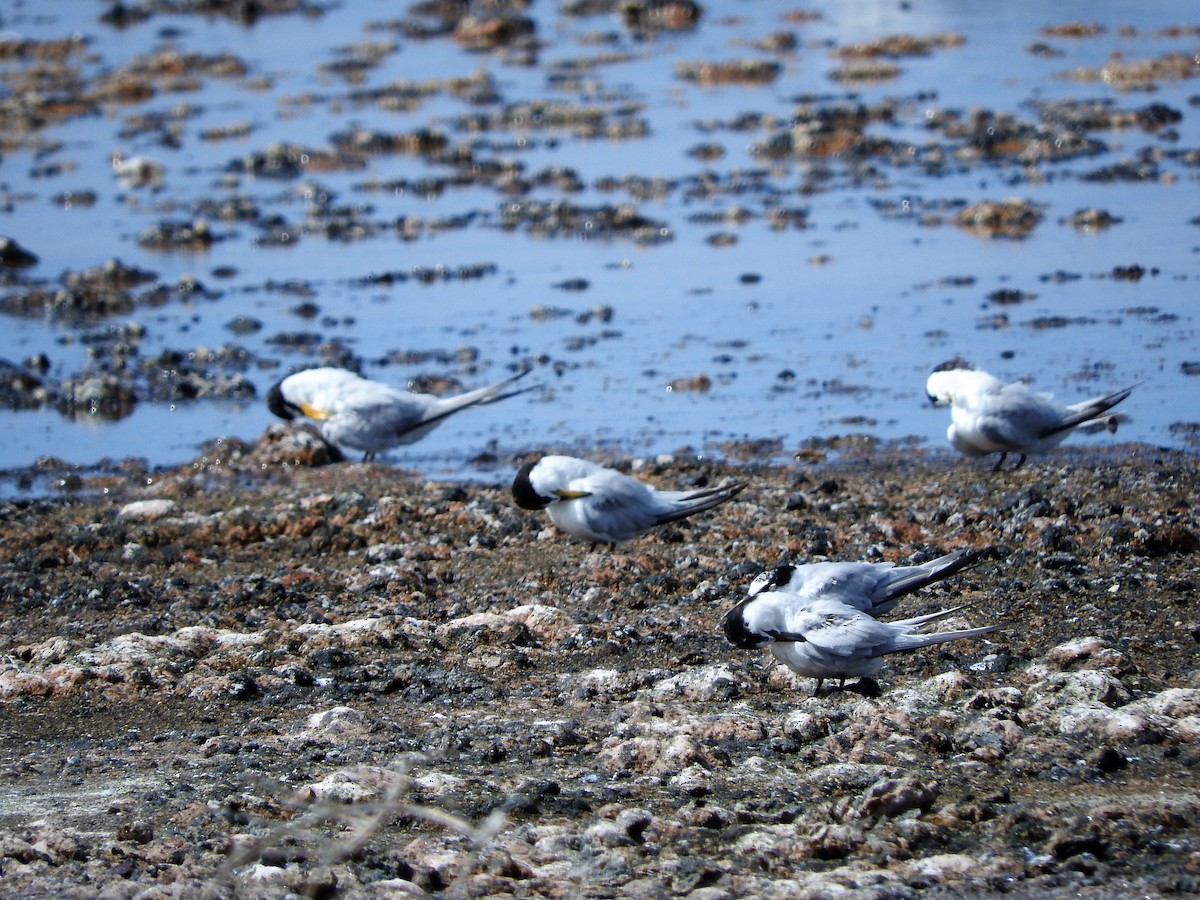 Least Tern - ML647755157