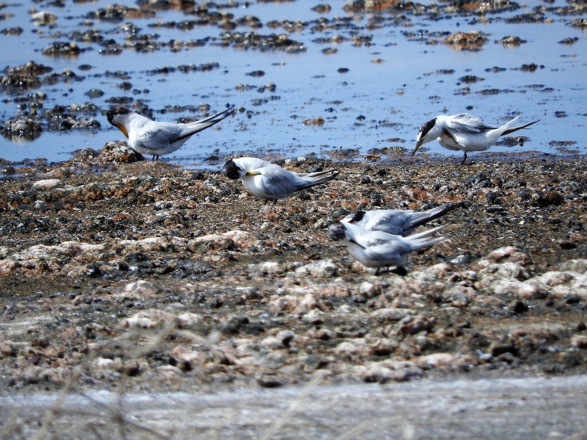 Least Tern - ML647755158