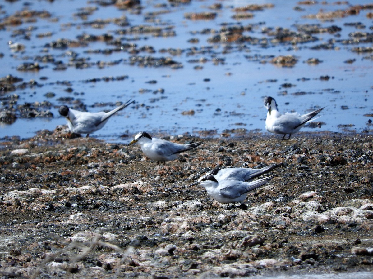 Least Tern - ML647755159