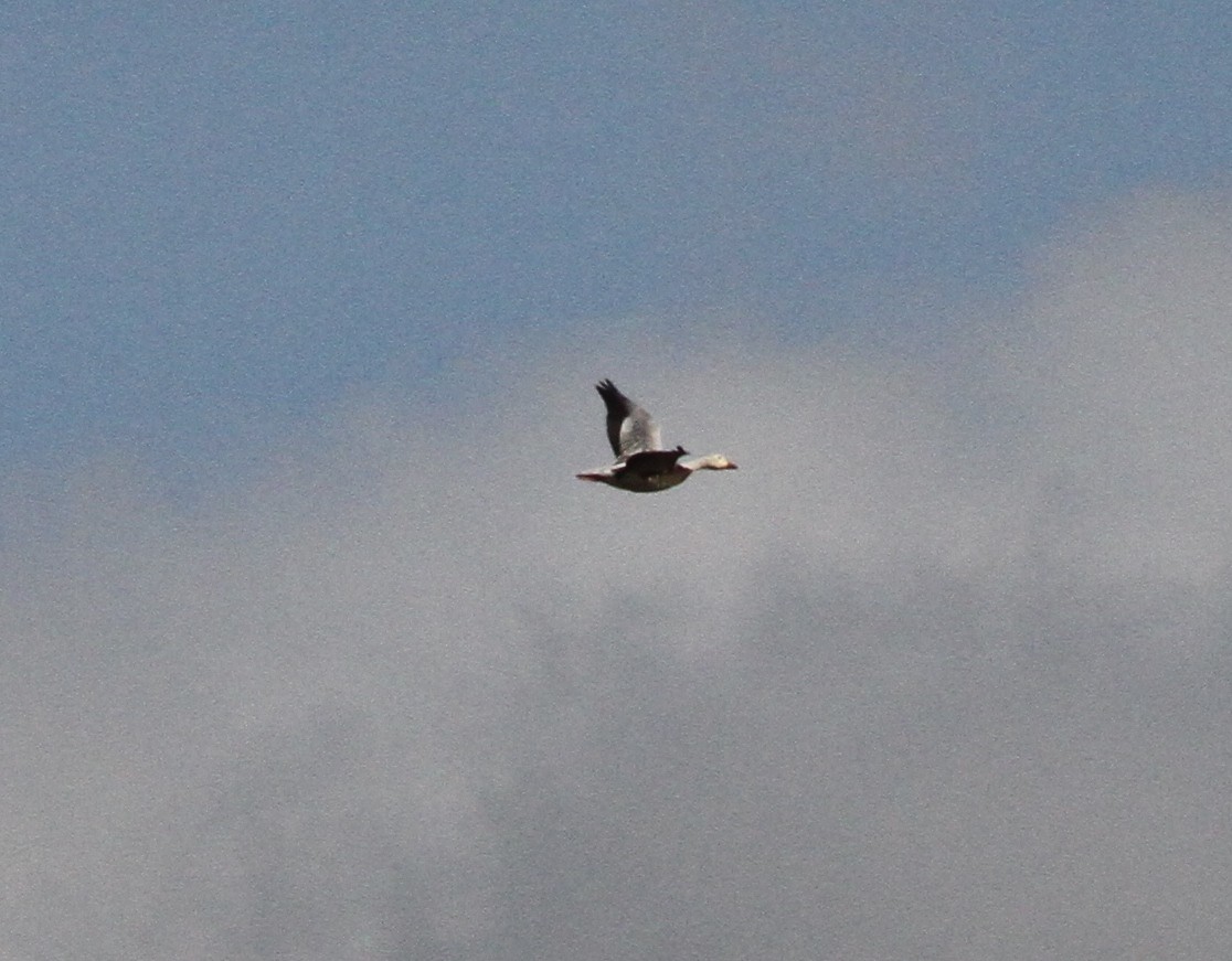 Snow Goose - ML647755164