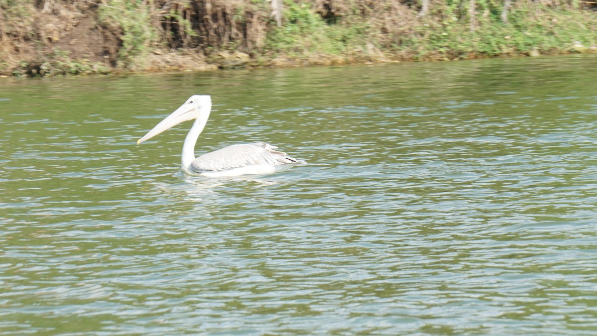 Pink-backed Pelican - ML647755165