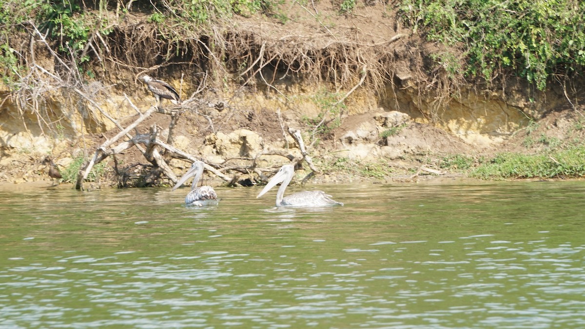 Pink-backed Pelican - ML647755166