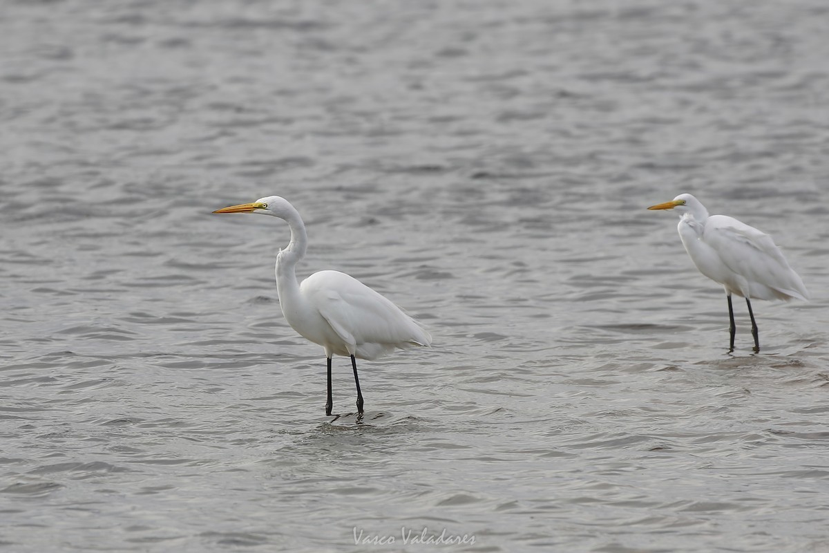 Great Egret (American) - ML647755172