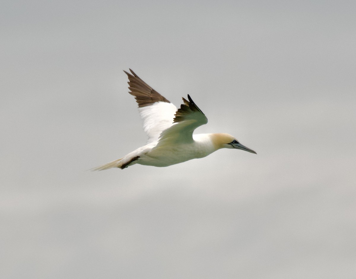 Northern Gannet - ML647755178