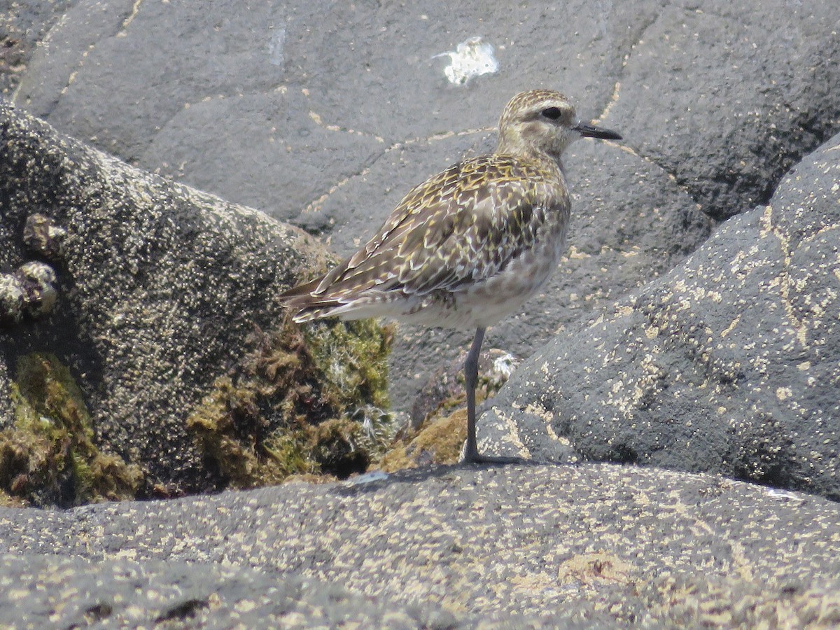 Pacific Golden-Plover - ML647755215