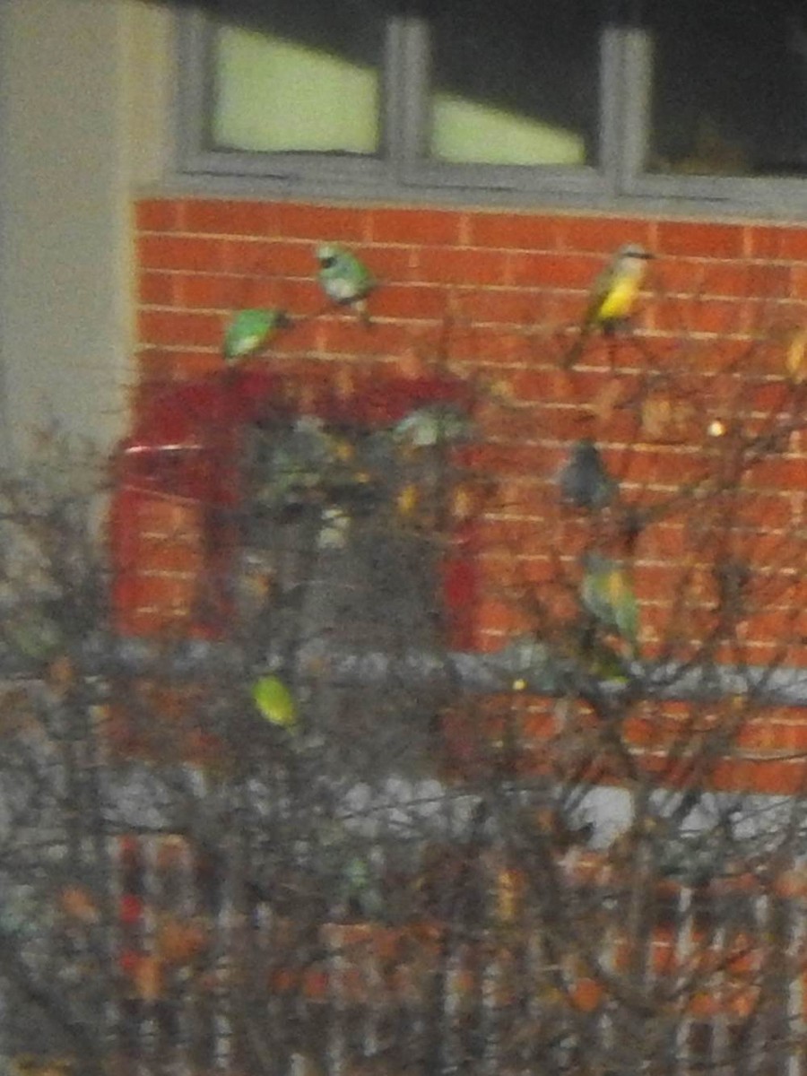 Swallow Tanager - ML647755226