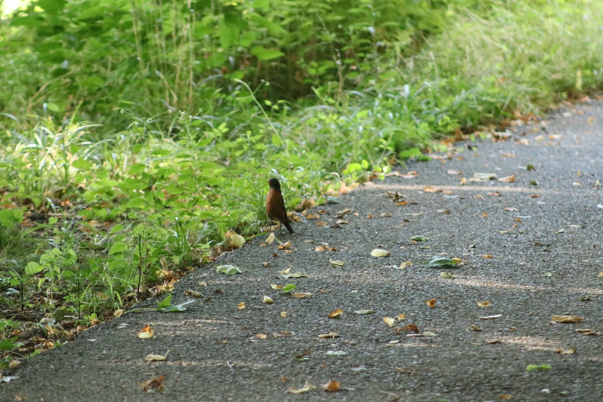 American Robin - ML647755233
