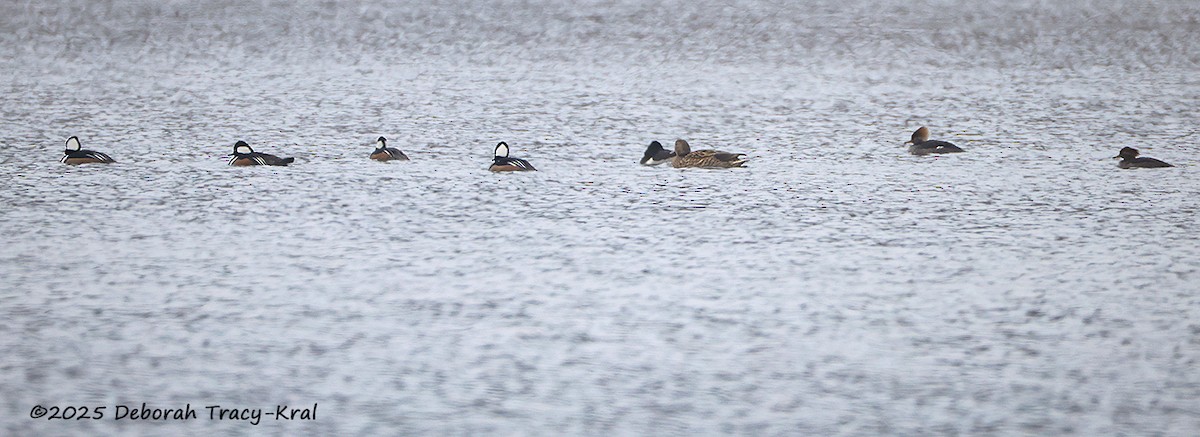 Hooded Merganser - ML647755234