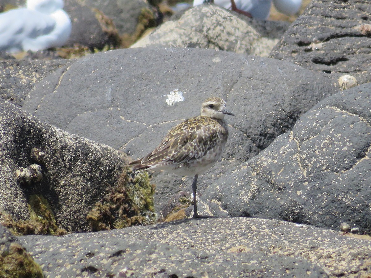 Pacific Golden-Plover - ML647755240