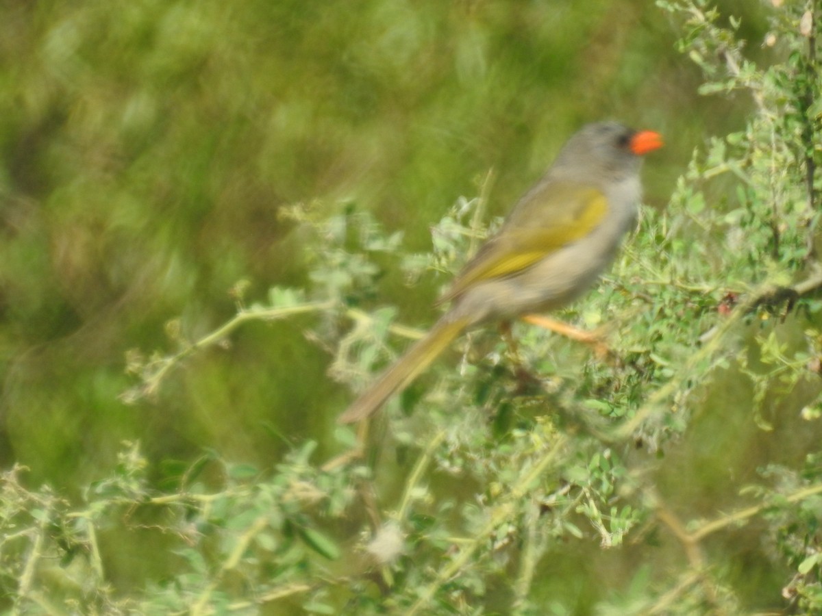 Great Pampa-Finch - ML647755241