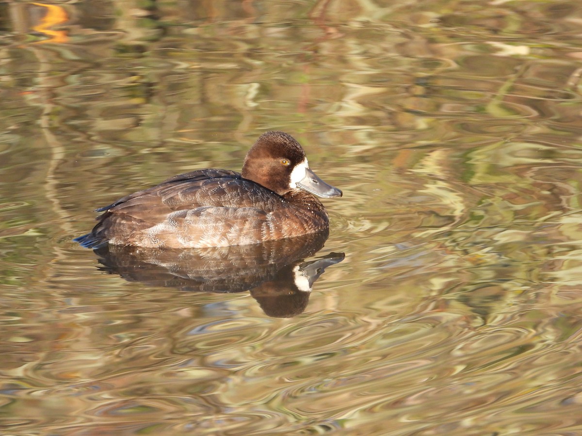Lesser Scaup - ML647755248