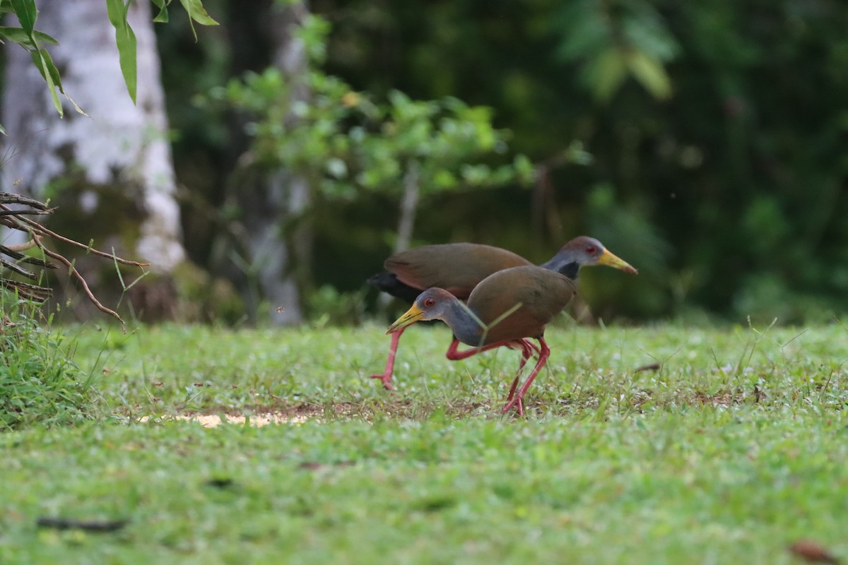 Russet-naped Wood-Rail - ML647755249