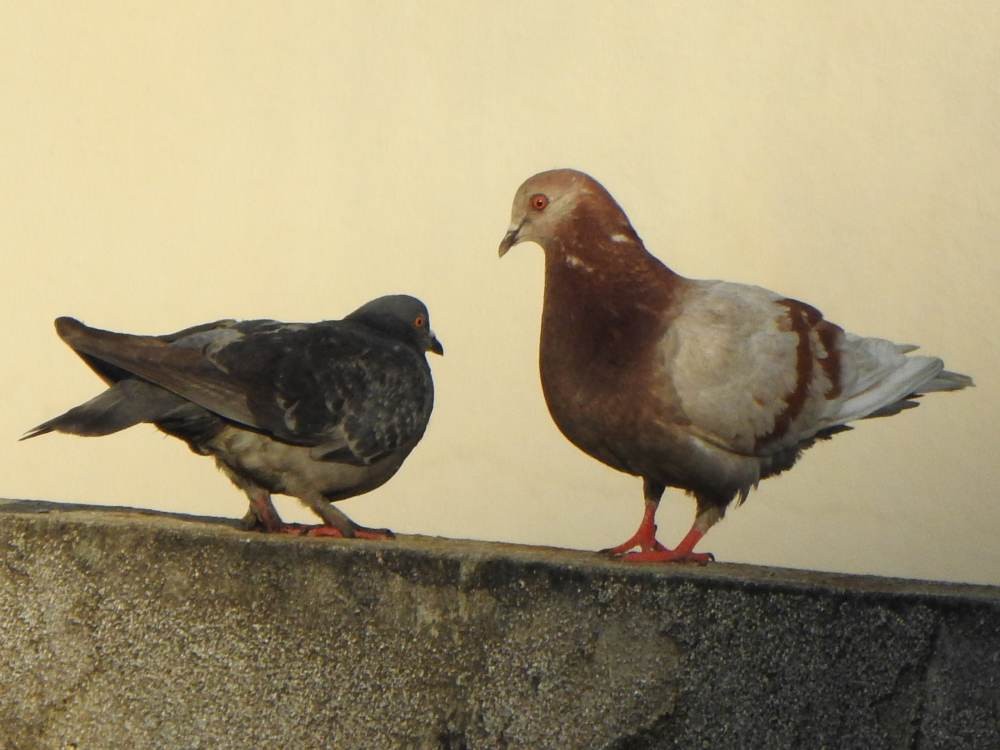 Rock Pigeon (Feral Pigeon) - ML647755260