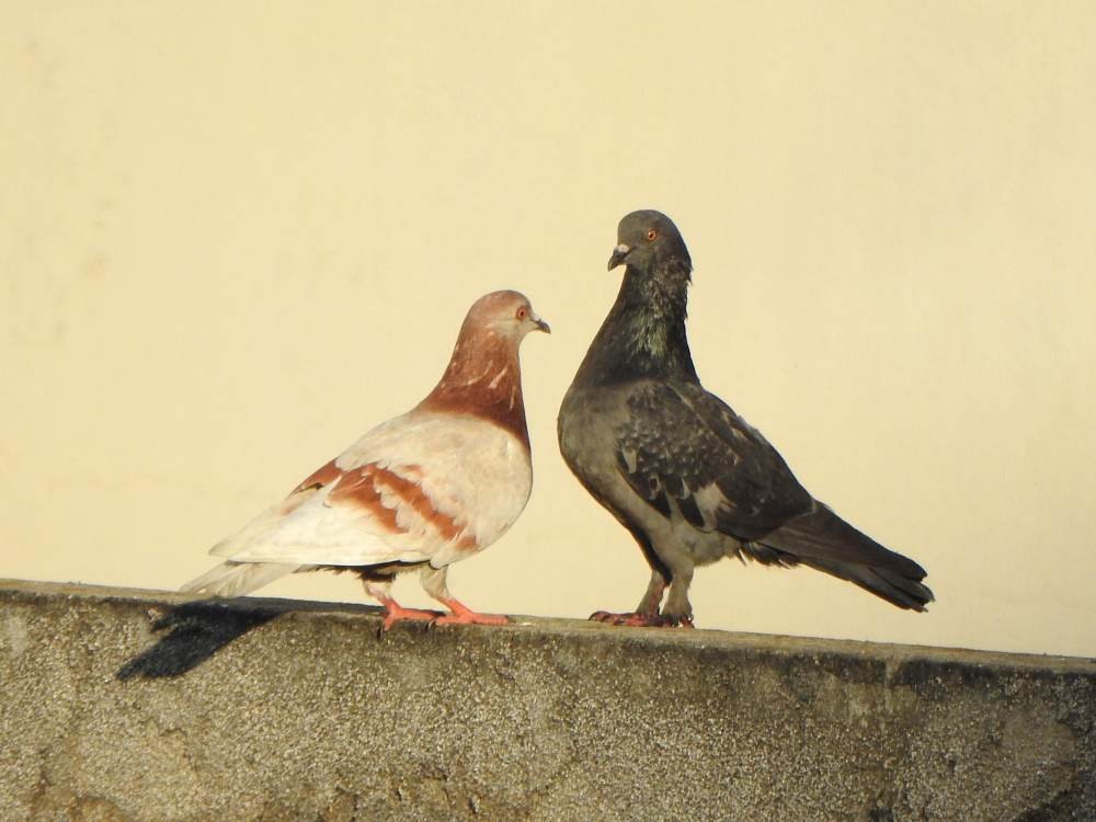 Rock Pigeon (Feral Pigeon) - ML647755261
